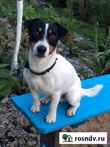 Вязка Джек Рассел терьер Воронеж - изображение 1