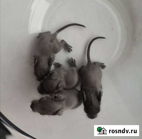 Дегу с родословными чилийская белка Красноярск - изображение 1