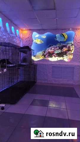 Гостиница для животных Новая Усмань - изображение 1