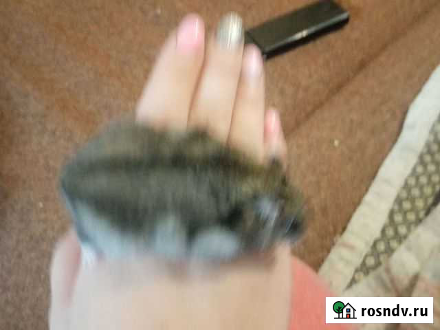 Джунгарский хомяк бесплатно Улан-Удэ - изображение 1