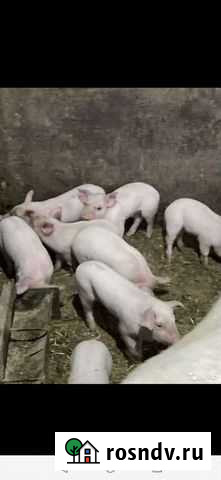 Поросята Красноперекопск - изображение 1