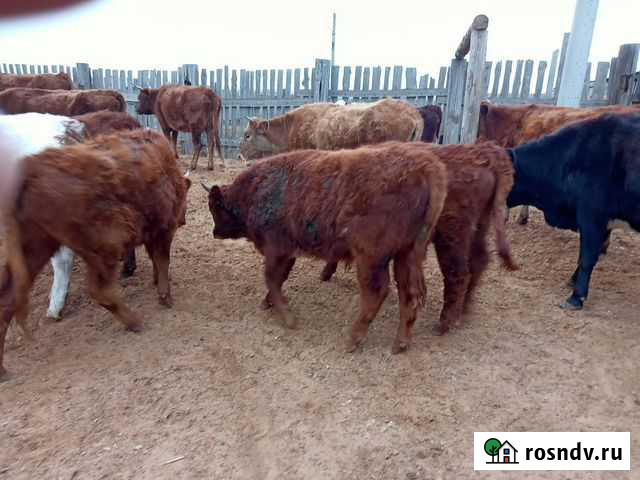 Бычки и телки Астрахань - изображение 1