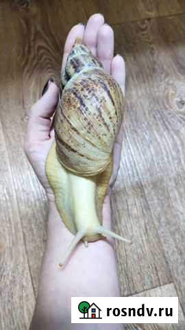 Улитка Киров - изображение 1