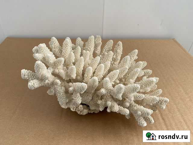 Натуральный коралл Елизово - изображение 1