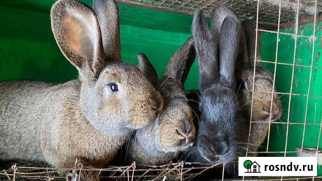 Кролик Всеволожск - изображение 1