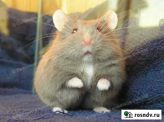 Хомячок Кэмпбелла с белым галстучком и лапками Санкт-Петербург - изображение 1