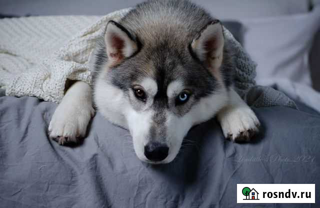 Хаски-модель для фотосессий и рекламы Санкт-Петербург - изображение 1