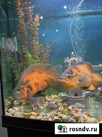 Астранотусы, Золотистые и Тигровые, большие, 4шт Краснодар - изображение 1