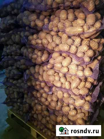 Картофель брянск Брянск - изображение 1