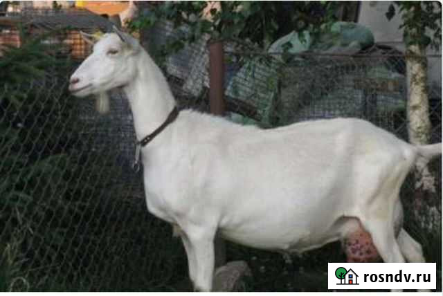 Дойная Коза Анапская - изображение 1