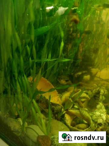 Аквариумное растение Волгодонск - изображение 1