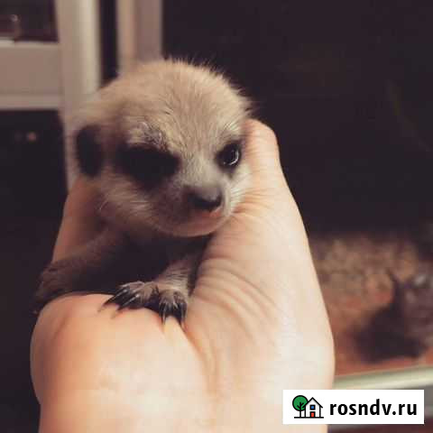 Сурикаты новорожденные Москва - изображение 1