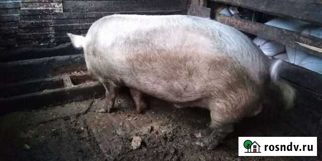 Свини поросята на стол Новороссийск - изображение 1