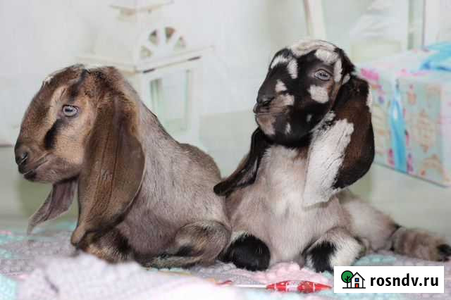 Нубийские мраморные козочки 100 процентные Пенза - изображение 1