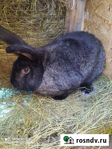 Мясо кролика Тучково - изображение 1