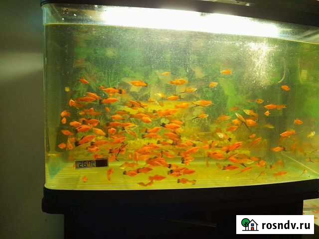 Аквариумные рыбки Луховицы - изображение 1