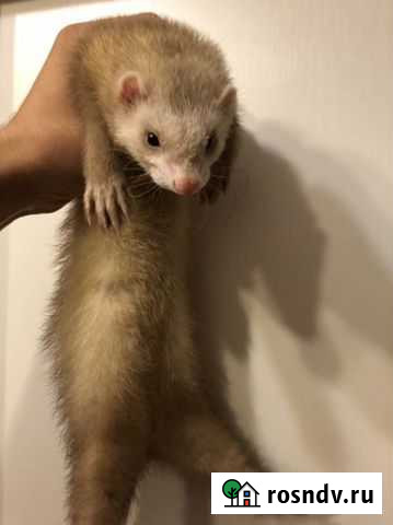 Хорек Москва - изображение 1