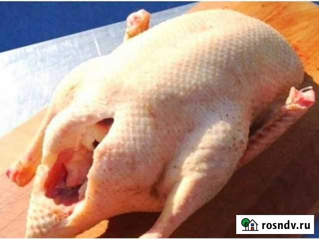 Мясо гуся, тушки Лабинск - изображение 1