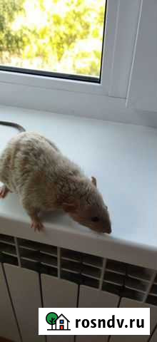 Декоративная крыса Набережные Челны - изображение 1