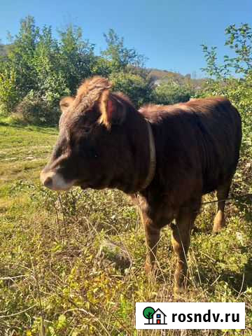 Продается толочка Сочи - изображение 1