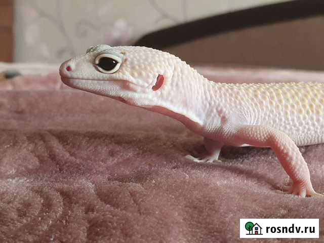 Эублефар самец вязка Электросталь - изображение 1