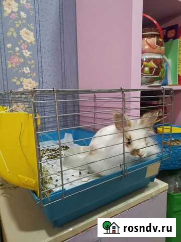 Отдам кролика Новосибирск - изображение 1