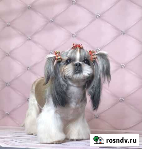 Стрижка собак Тамбов - изображение 1