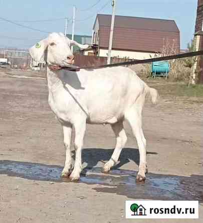 Нубийская коза Новосибирск