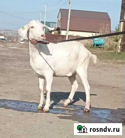 Нубийская коза Новосибирск - изображение 1