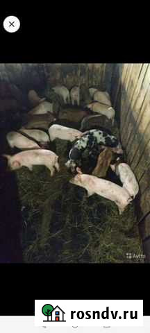 Поросята Санкт-Петербург - изображение 1