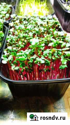 Микрозелень правильное питание Сочи - изображение 1