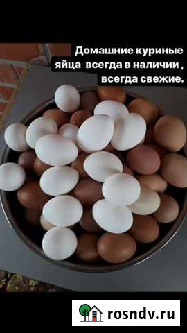 Домашние куриные яйца Южноуральск - изображение 1