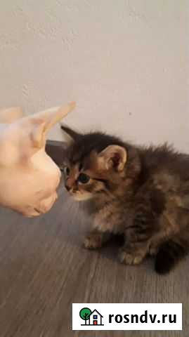 Гостиница для домашних животных Миасс - изображение 1