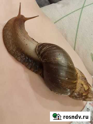 Улитки ахатины бесплатно Ярославль - изображение 1