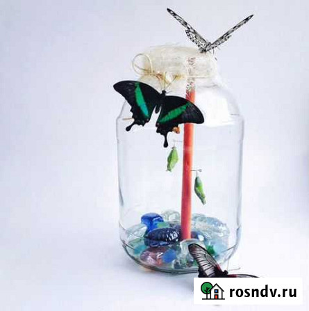 Ферма бабочек Дербент - изображение 1