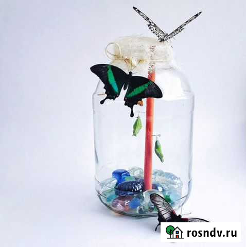 Ферма бабочек Дербент - изображение 1