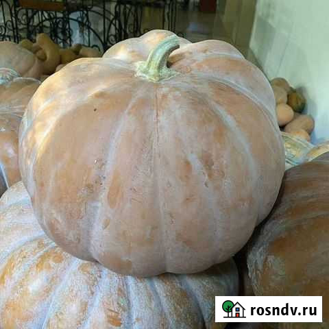 Тыква Иловля - изображение 1