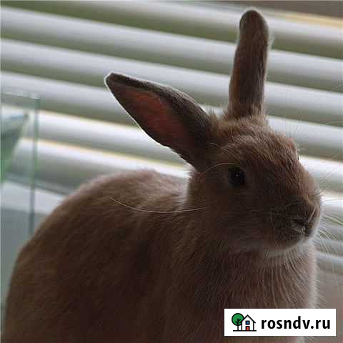 Кролики Копейск - изображение 1