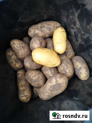 Картофель продовольственный и семенной Горячий Ключ - изображение 1