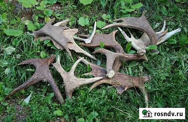 Рога лося Галич - изображение 1