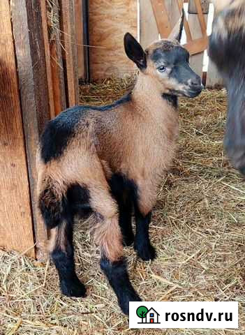 Чешский козленок Тольятти - изображение 1