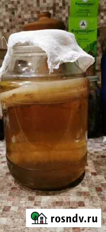 Гриб чайный Сыктывкар - изображение 1