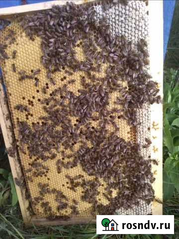 Пчелопакеты Самара - изображение 1