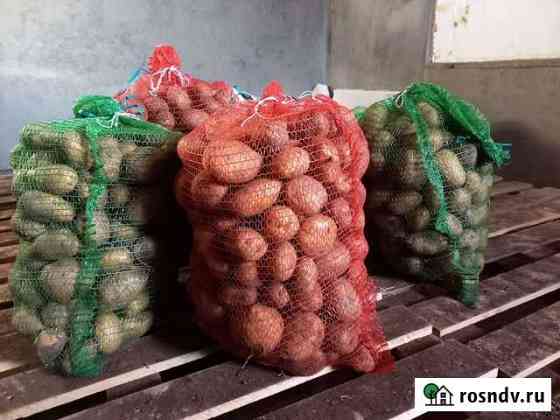 Картофель Чита