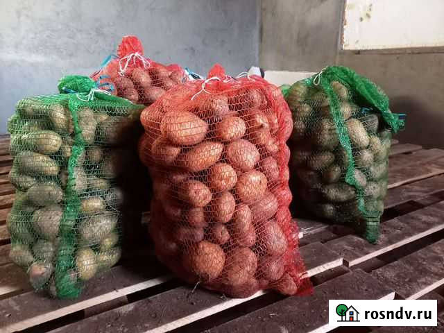 Картофель Чита - изображение 1