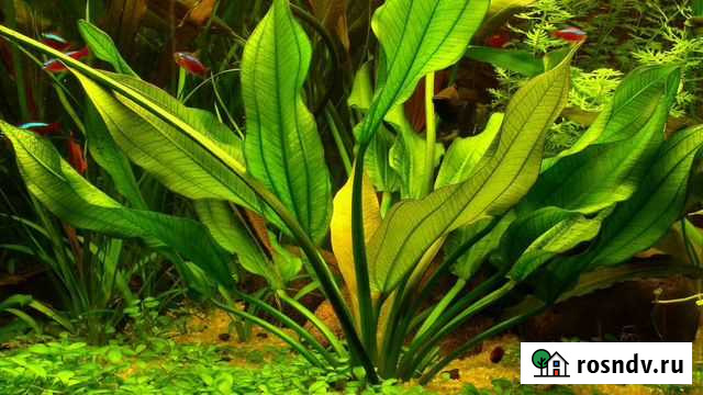 Аквариумное растение эхинодорус Апрелевка - изображение 1