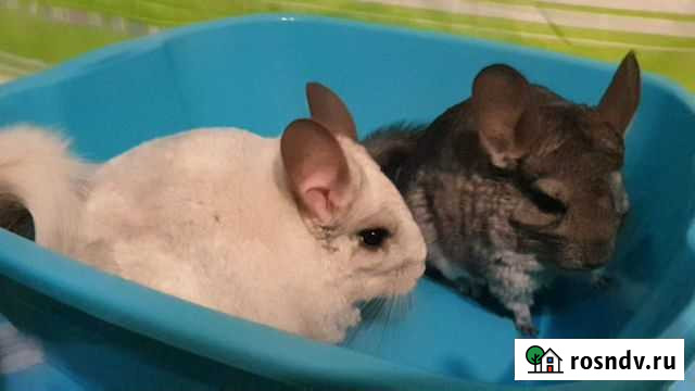 Шиншиллы Белый бархат + Стандарт Москва - изображение 1