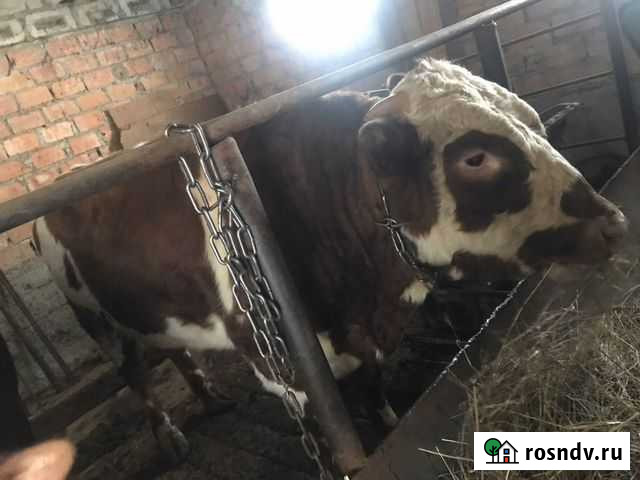 Бычки и быки Нартан - изображение 1