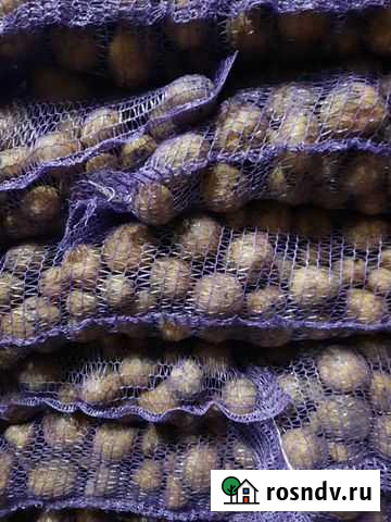 Картофель ривьера Джанкой - изображение 1