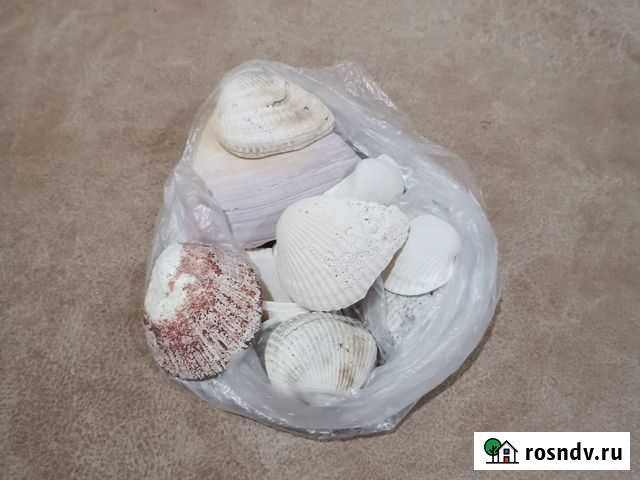 Ракушка Бийск - изображение 1